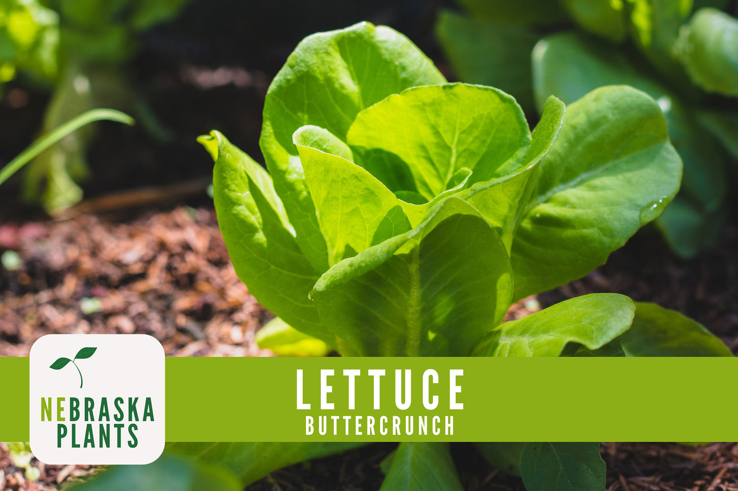 Buttercrunch Lettuce Seeds - Nebraska Seeds