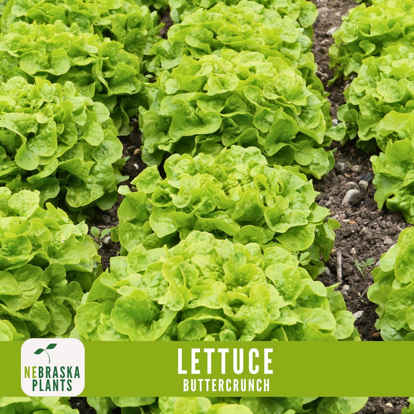 Buttercrunch Lettuce Seeds - Nebraska Seeds