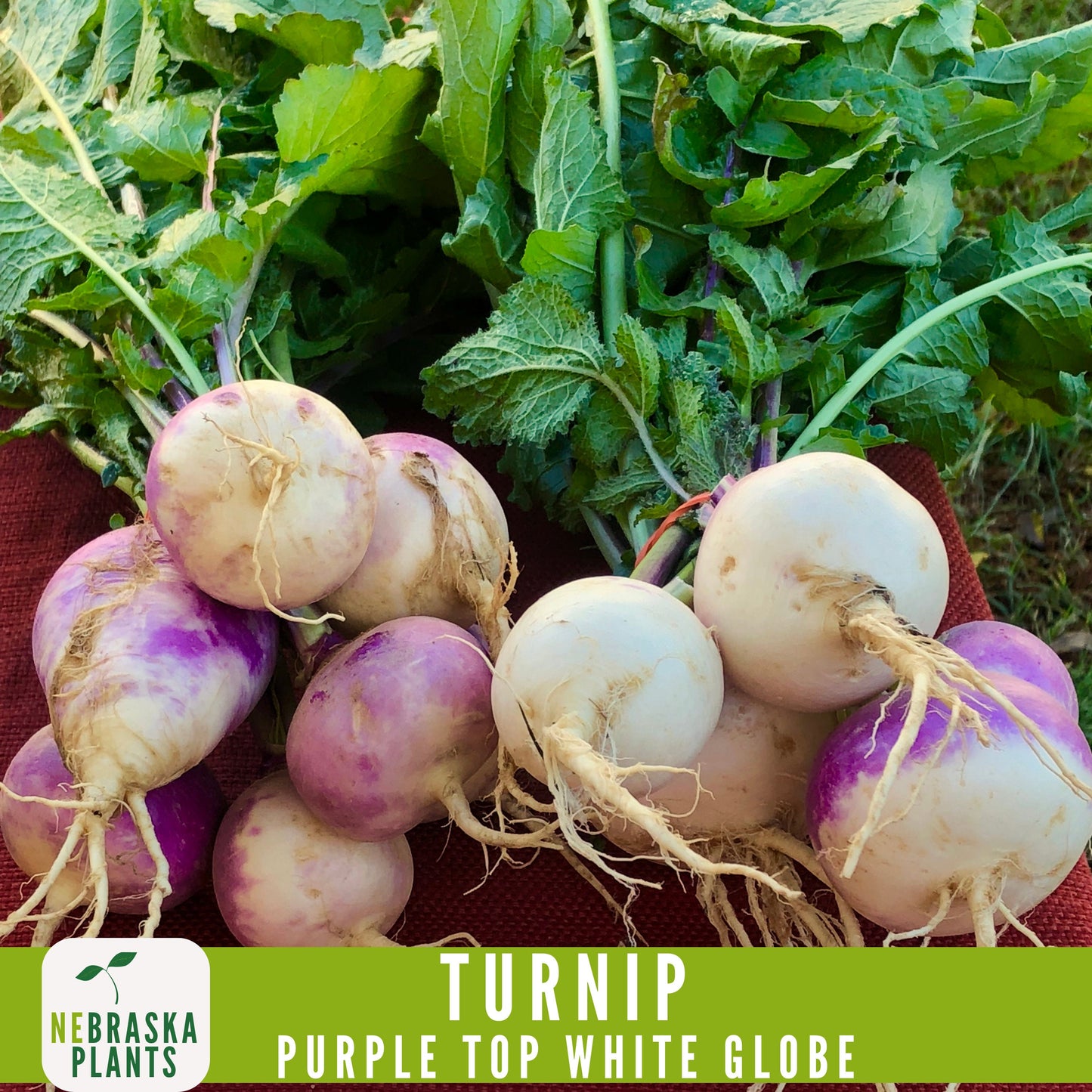 Purple Top White Globe Turnip Seeds - Heirloom Purple Turnips for Home Gardens - Nebraska Seeds
