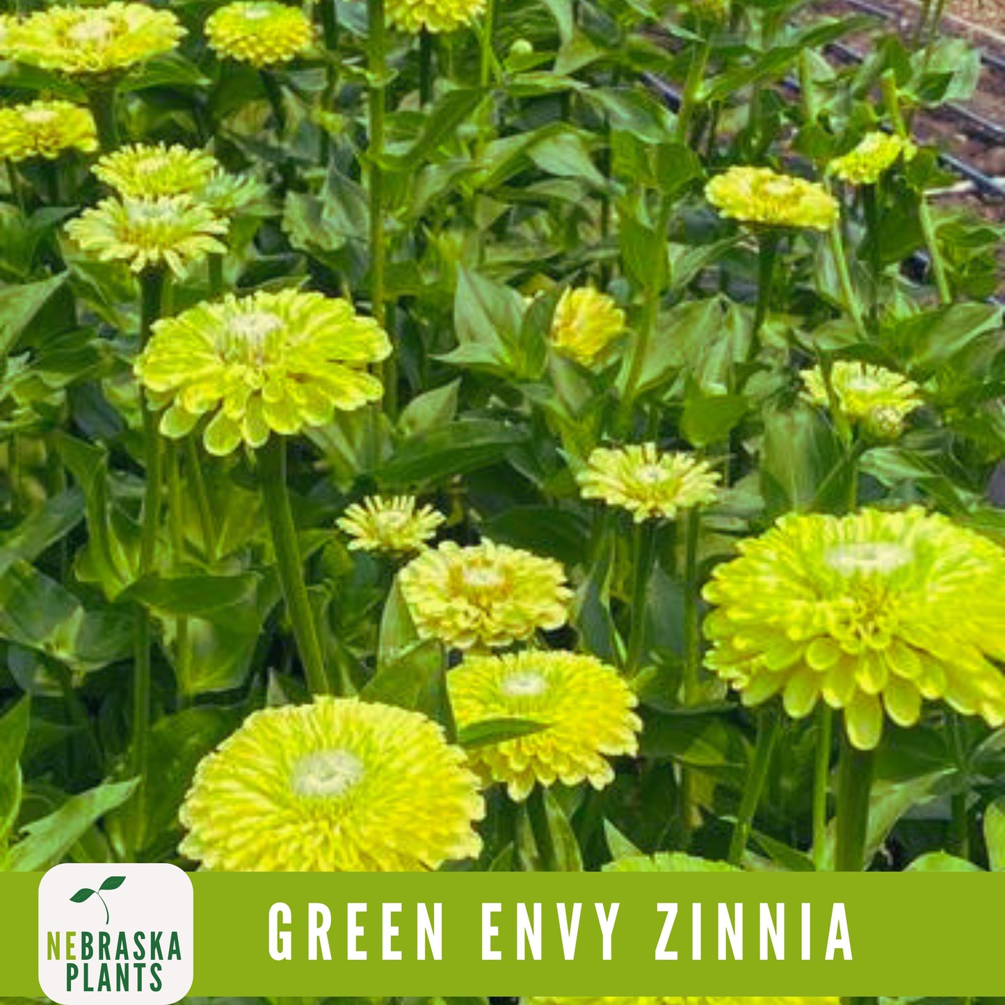 Green Envy Zinnia Seeds - Nebraska Seeds