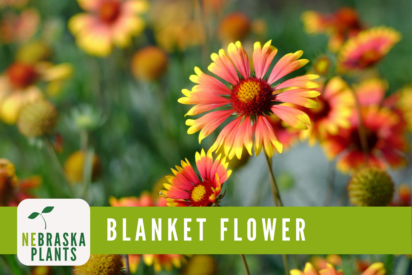 Gaillardia Blanket Flower Seeds - Nebraska Seeds