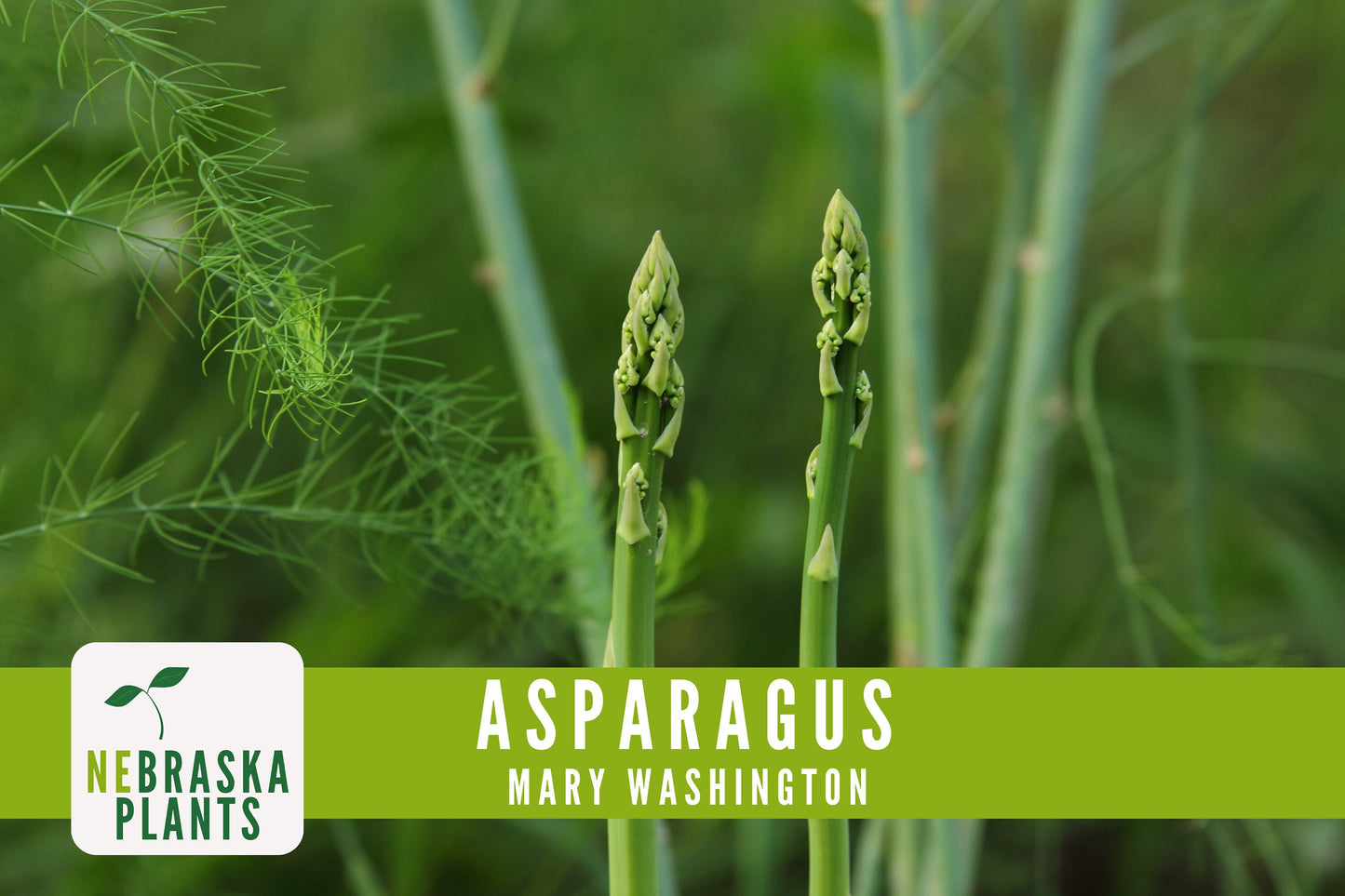 Mary Washington Asparagus Seeds - Nebraska Seeds