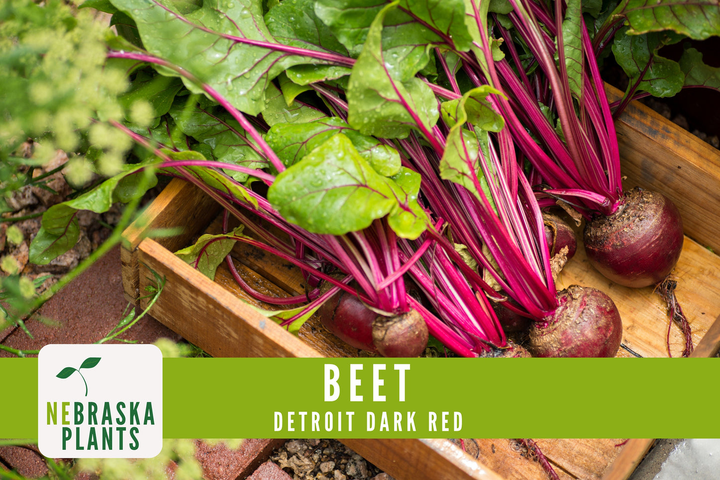 Detroit Dark Red Beet Seeds - Nebraska Seeds