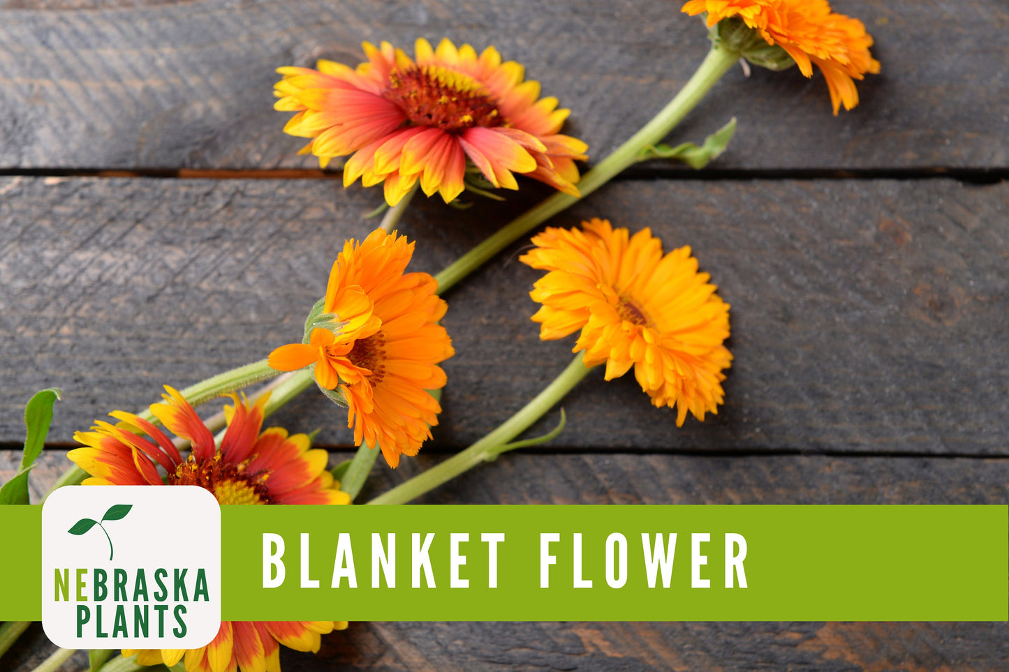 Gaillardia Blanket Flower Seeds - Nebraska Seeds