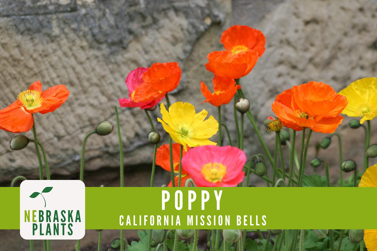 Mission Bells California Poppy Seeds - Nebraska Seeds