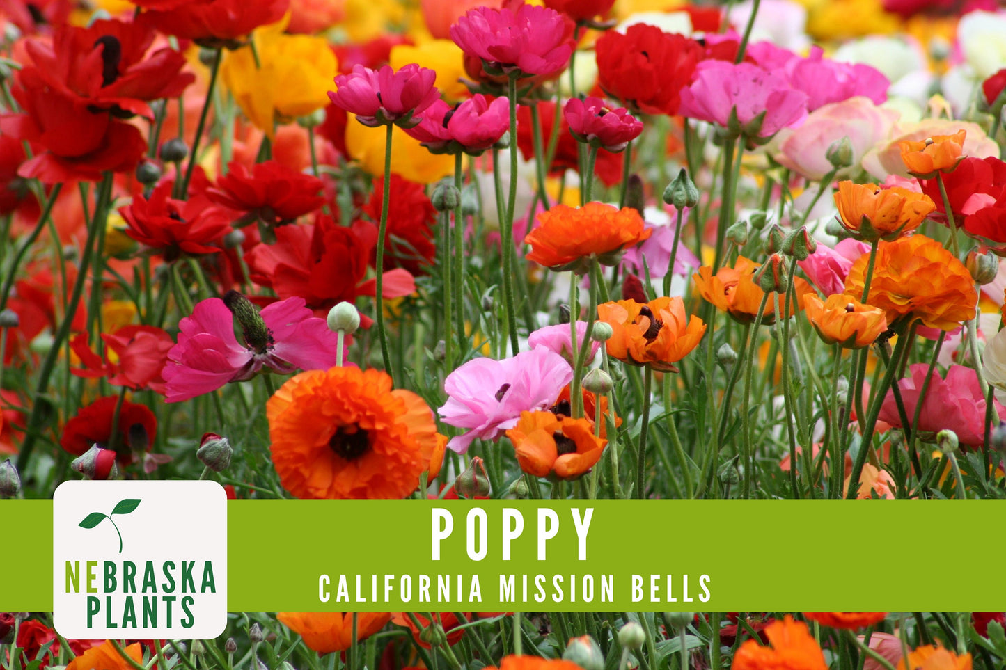 Mission Bells California Poppy Seeds - Nebraska Seeds