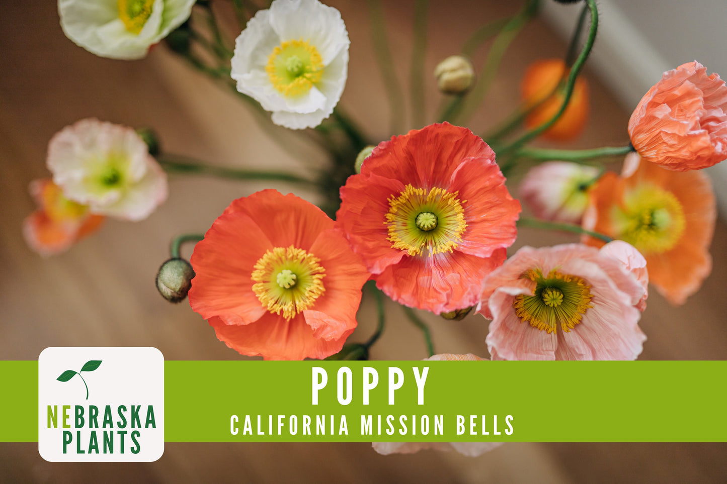 Mission Bells California Poppy Seeds - Nebraska Seeds