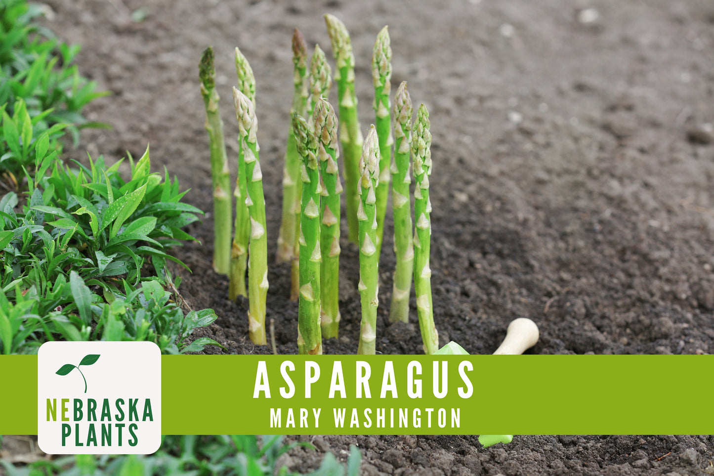 Mary Washington Asparagus Seeds - Nebraska Seeds