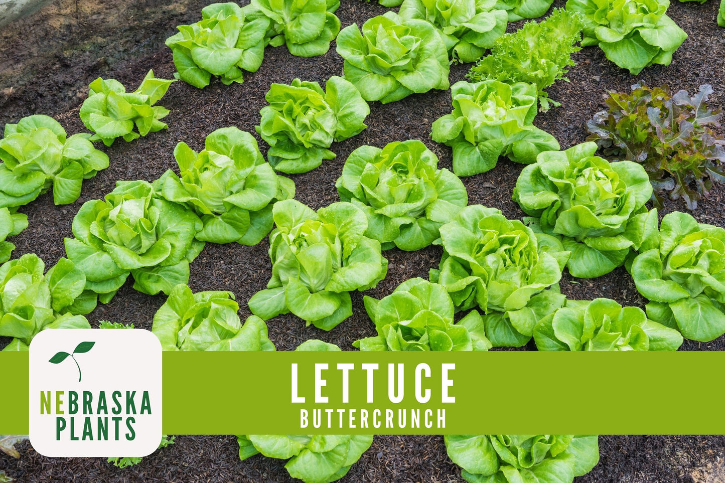 Buttercrunch Lettuce Seeds - Nebraska Seeds