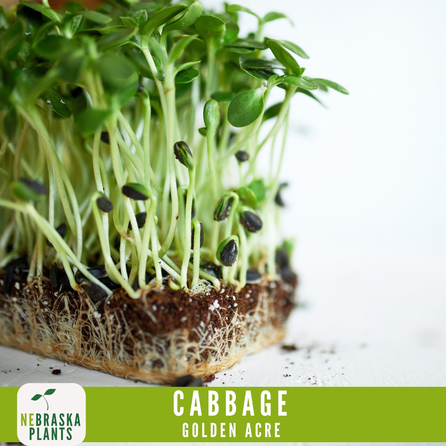 Golden Acre Cabbage Seeds - Nebraska Seeds