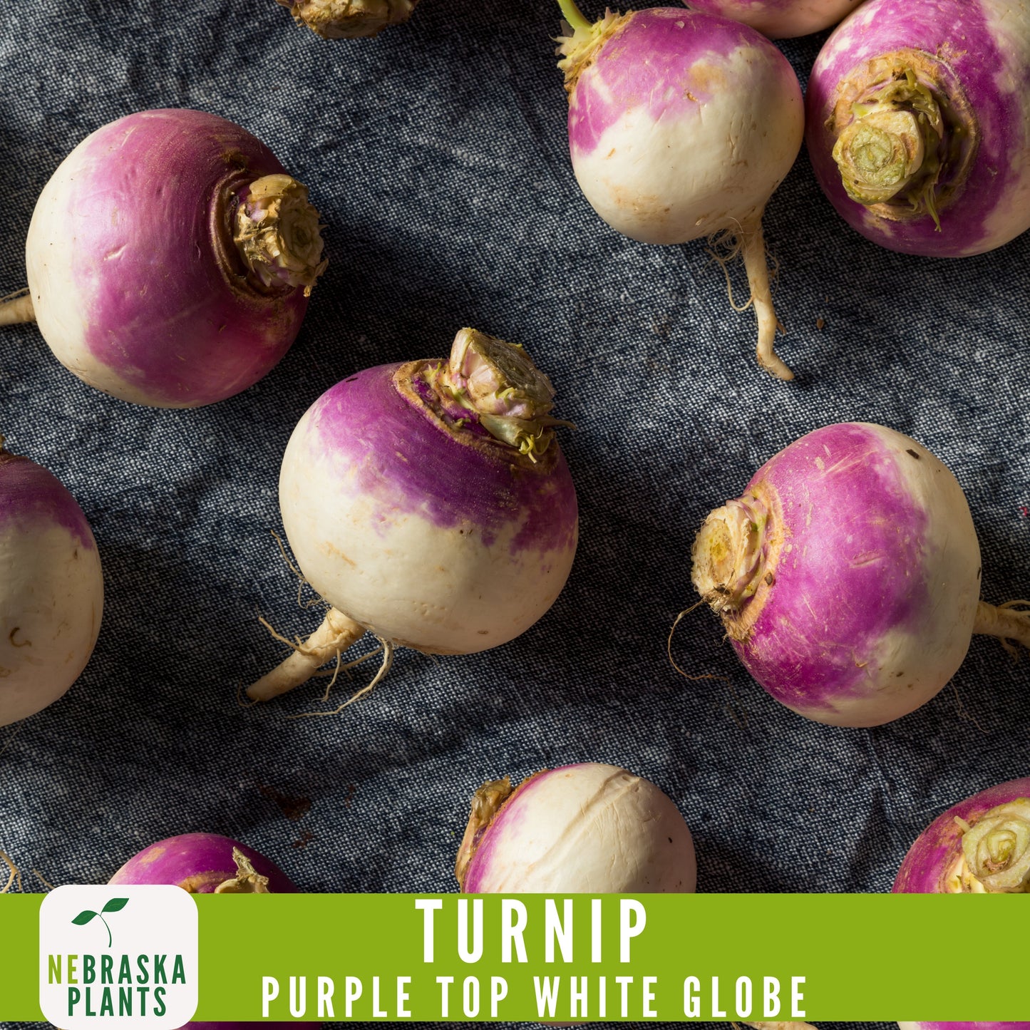 Purple Top White Globe Turnip Seeds - Heirloom Purple Turnips for Home Gardens - Nebraska Seeds