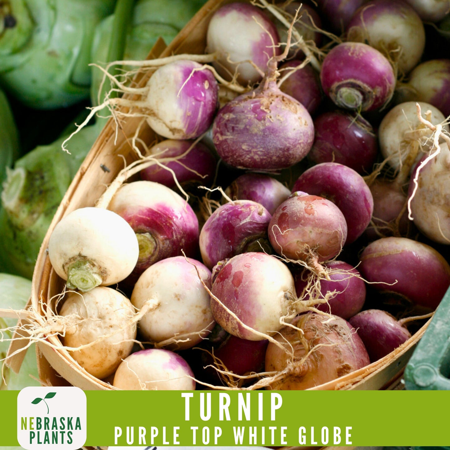 Purple Top White Globe Turnip Seeds - Heirloom Purple Turnips for Home Gardens - Nebraska Seeds