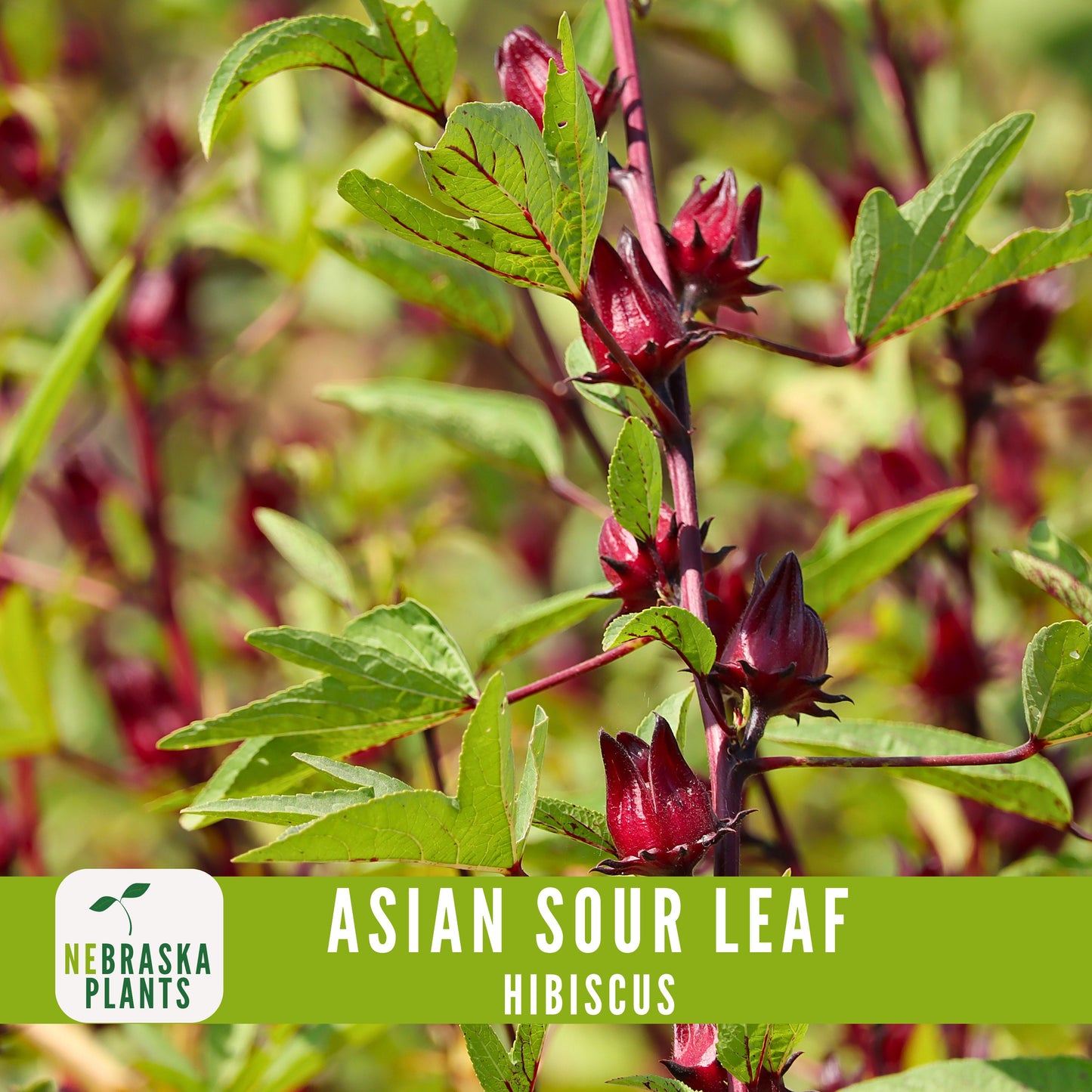 Asian Sour Leaf Hibiscus (Roselle) Seeds - Nebraska Seeds