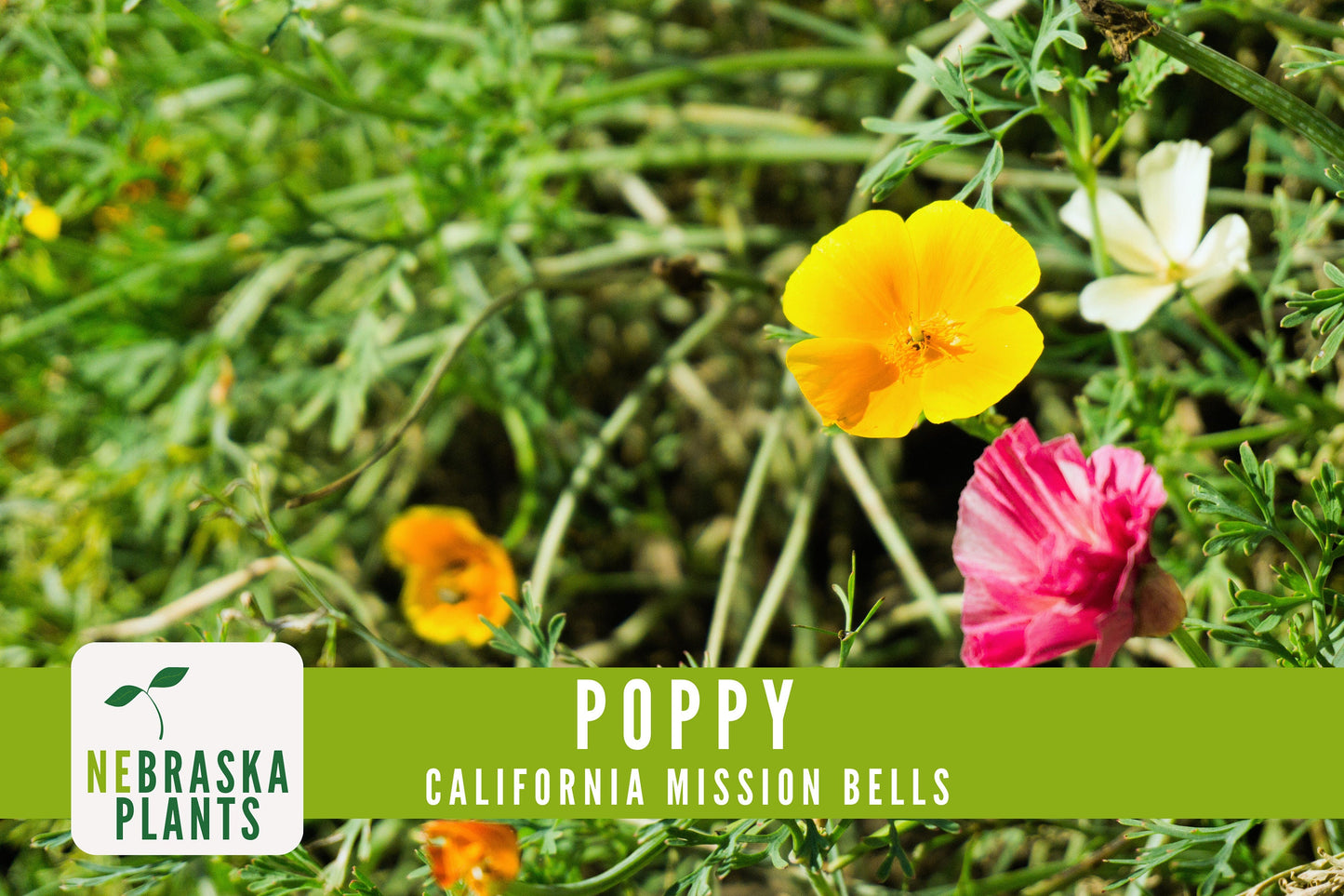 Mission Bells California Poppy Seeds - Nebraska Seeds