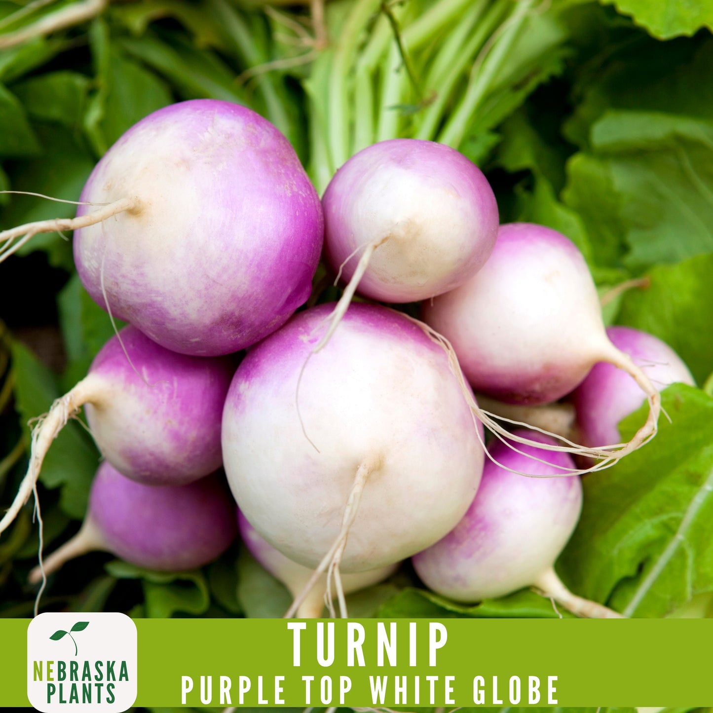Purple Top White Globe Turnip Seeds - Heirloom Purple Turnips for Home Gardens - Nebraska Seeds