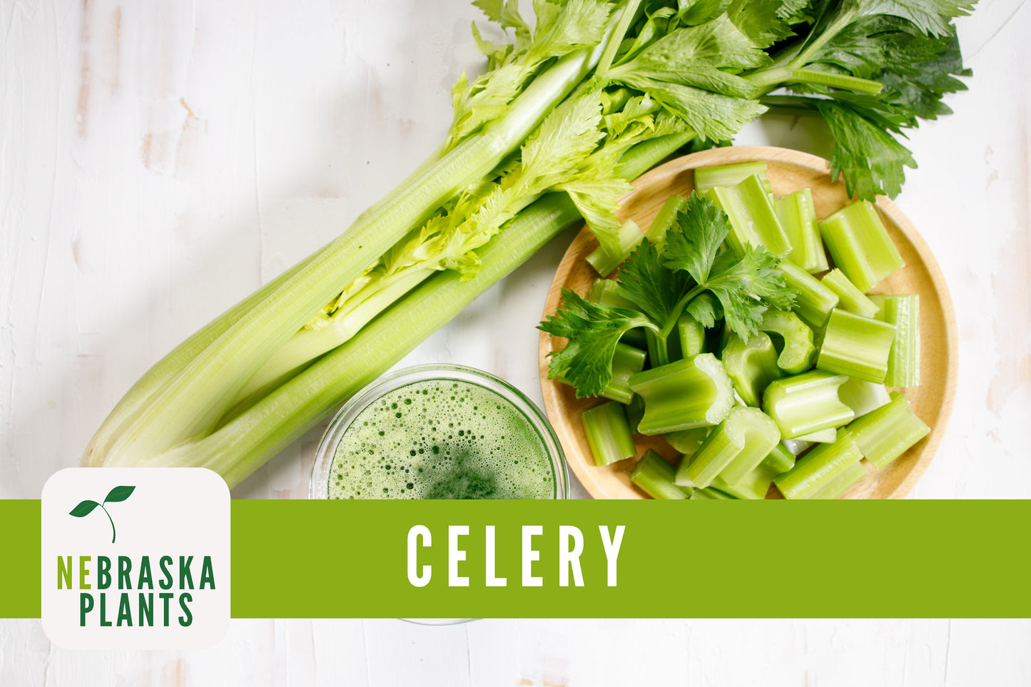 Utah 52-70 Celery Seeds - Nebraska Seeds