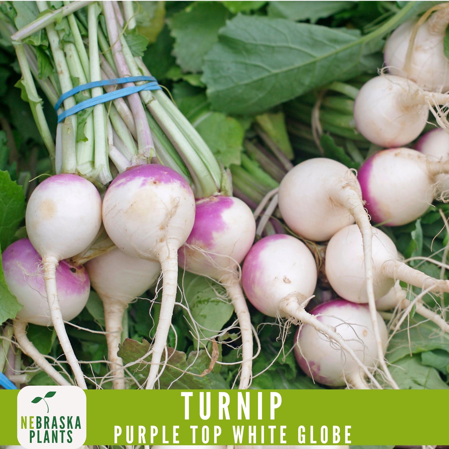 Purple Top White Globe Turnip Seeds - Heirloom Purple Turnips for Home Gardens - Nebraska Seeds