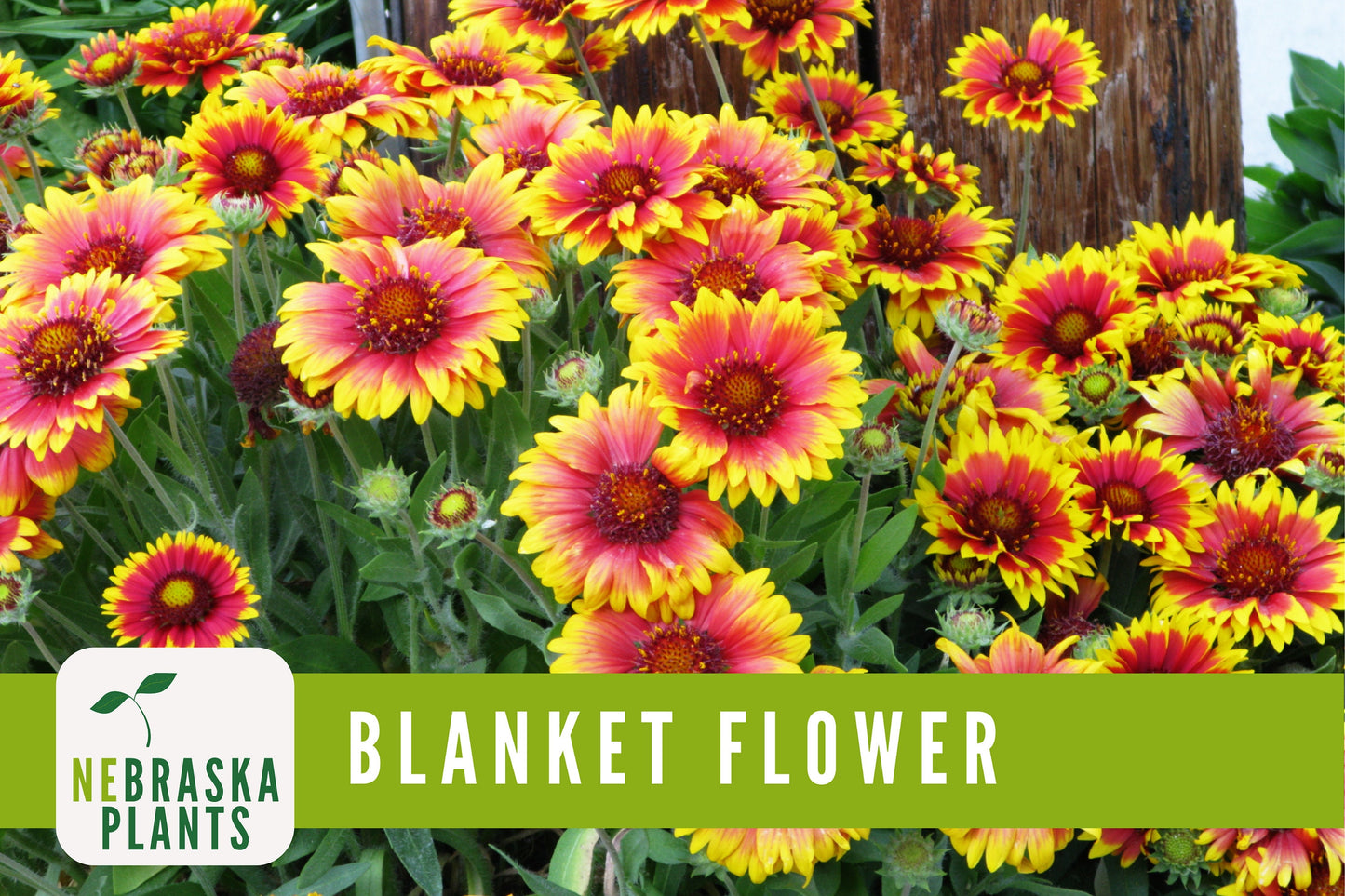 Gaillardia Blanket Flower Seeds - Nebraska Seeds