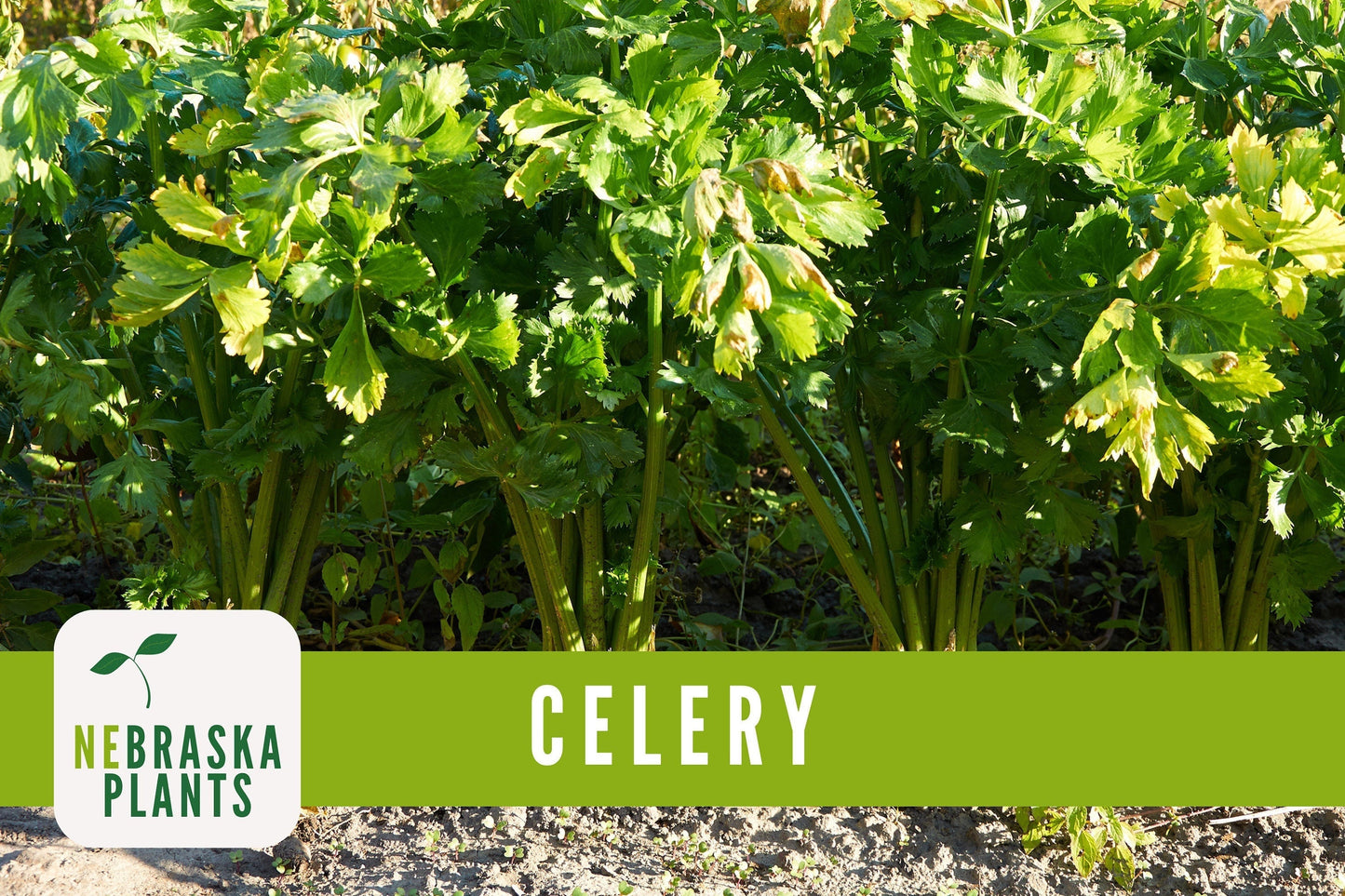Utah 52-70 Celery Seeds - Nebraska Seeds