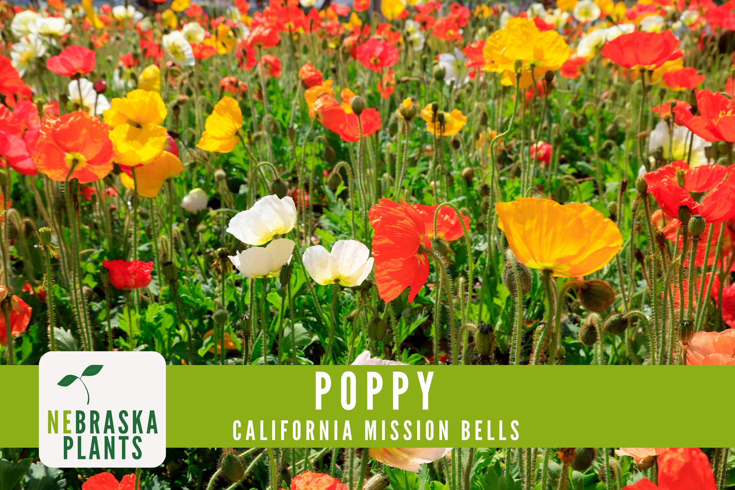 Mission Bells California Poppy Seeds - Nebraska Seeds