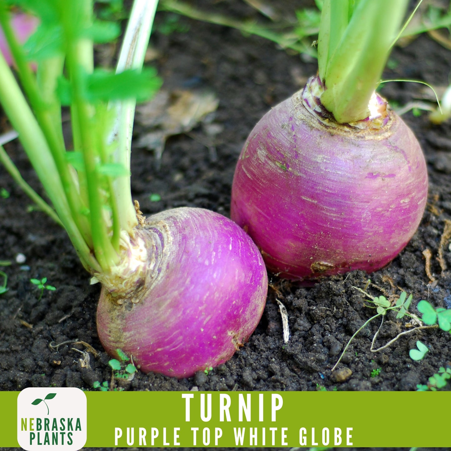 Purple Top White Globe Turnip Seeds - Heirloom Purple Turnips for Home Gardens - Nebraska Seeds