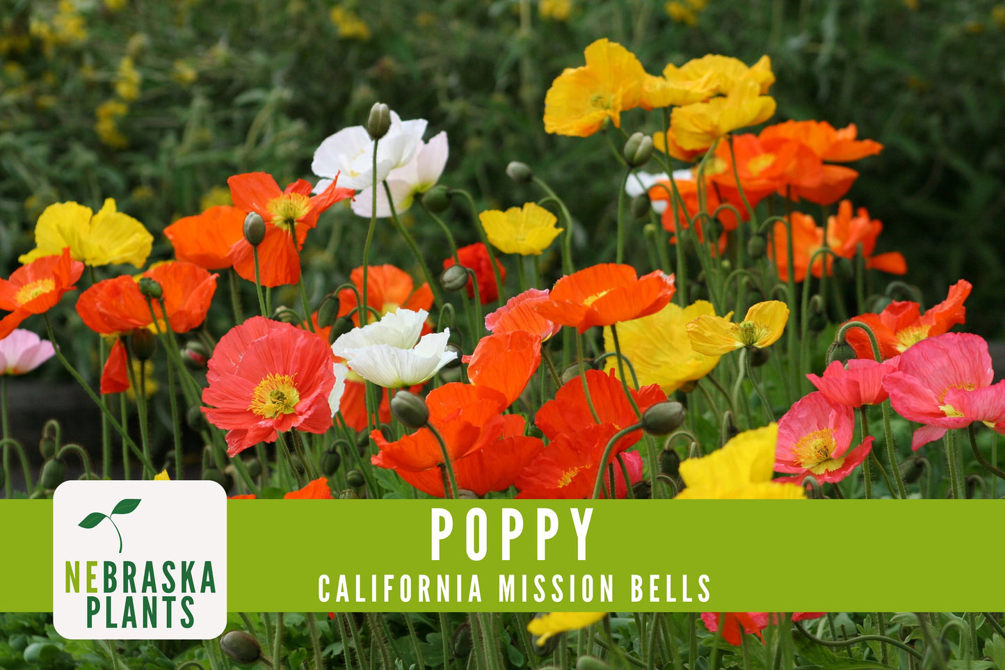 Mission Bells California Poppy Seeds - Nebraska Seeds