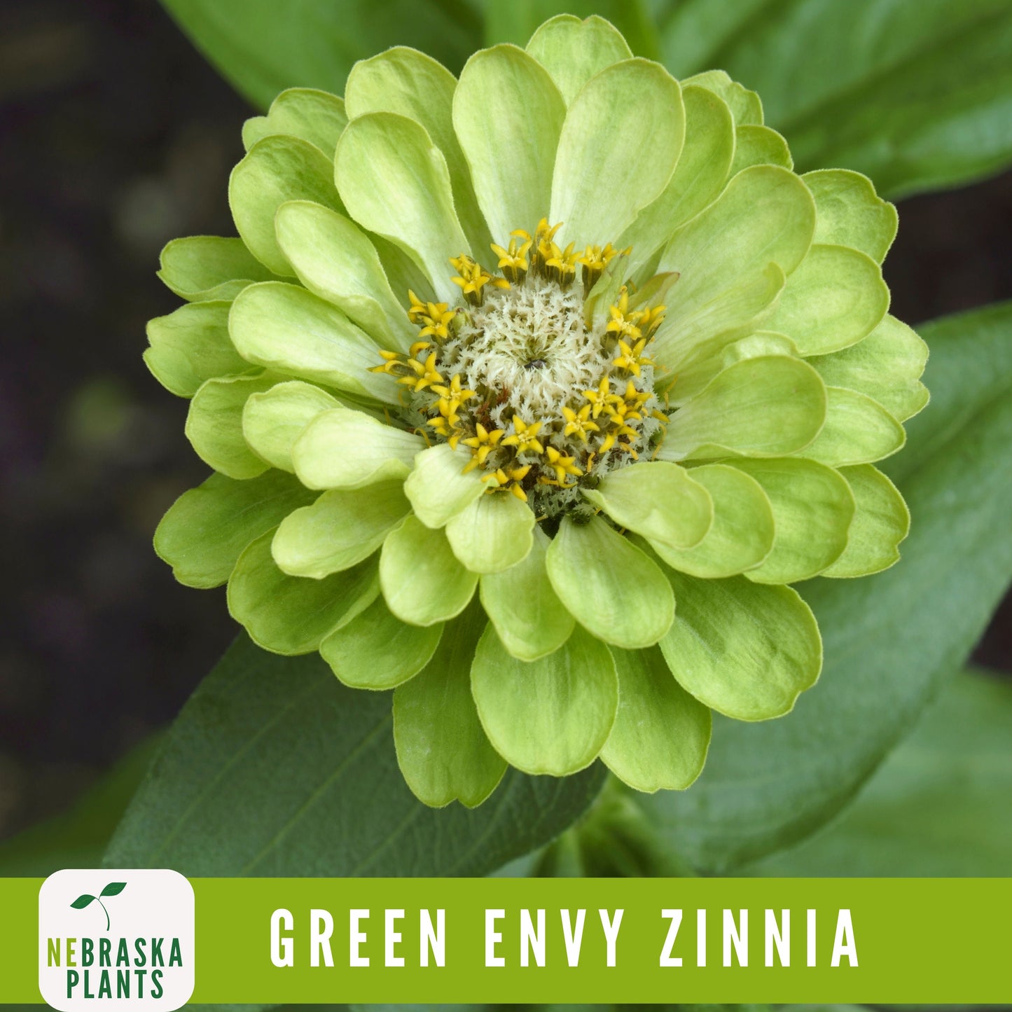 Green Envy Zinnia Seeds - Nebraska Seeds