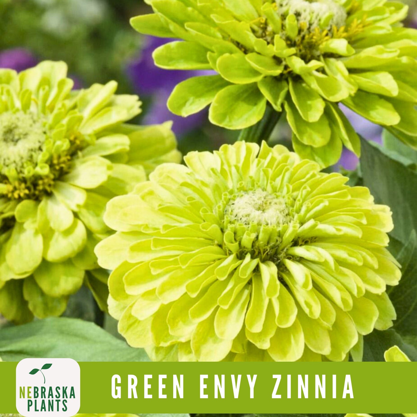 Green Envy Zinnia Seeds - Nebraska Seeds