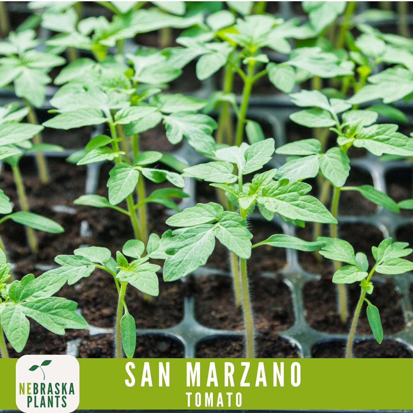 San Marzano Tomato Seeds - Delicious Italian Heirloom Tomatoes Great for Sauce or Enjoying Fresh! - Nebraska Seeds