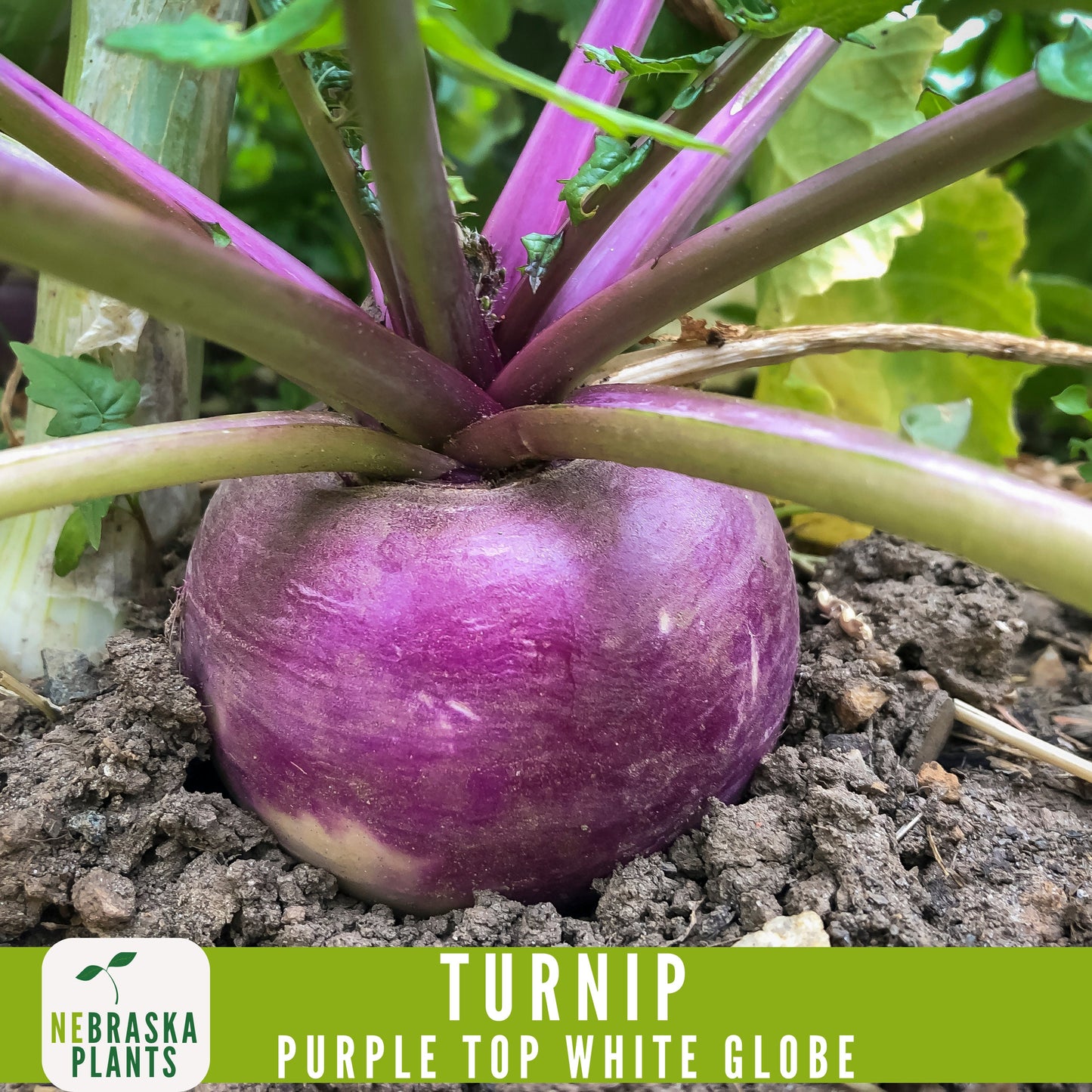 Purple Top White Globe Turnip Seeds - Heirloom Purple Turnips for Home Gardens - Nebraska Seeds