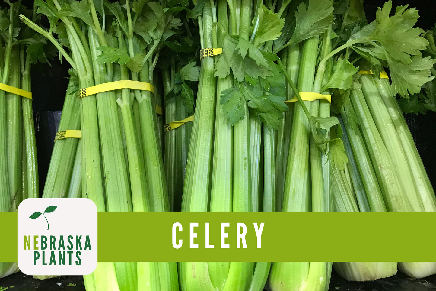 Utah 52-70 Celery Seeds - Nebraska Seeds