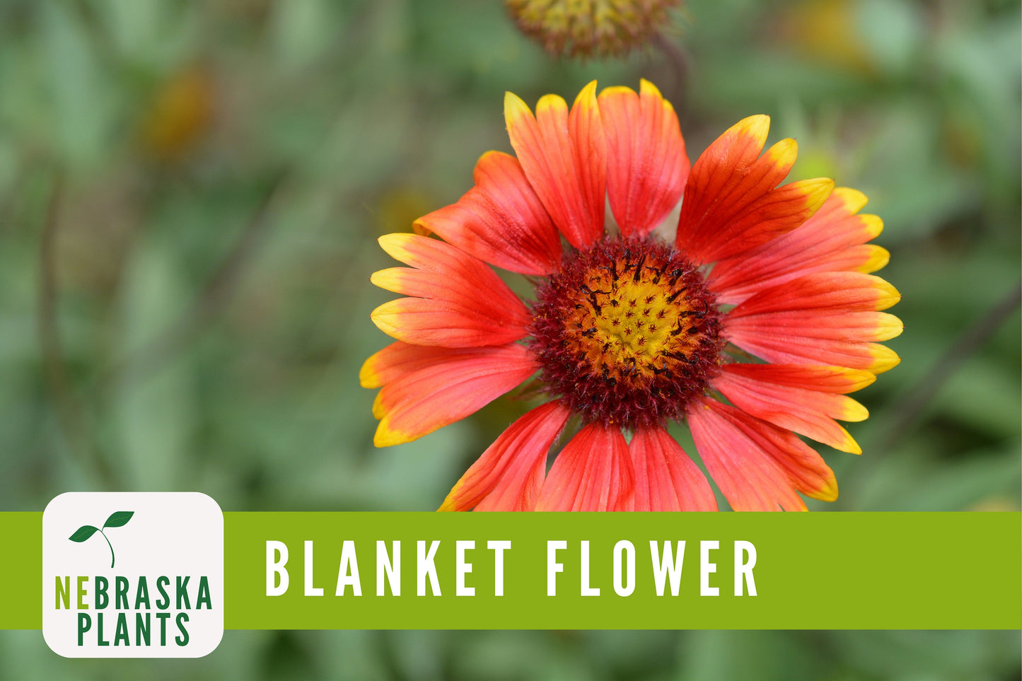 Gaillardia Blanket Flower Seeds - Nebraska Seeds