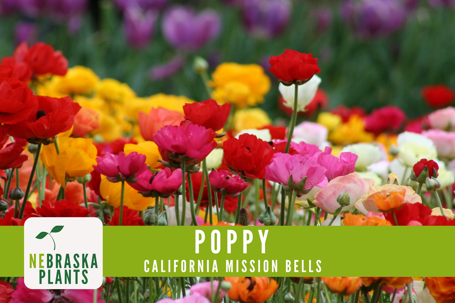 Mission Bells California Poppy Seeds - Nebraska Seeds