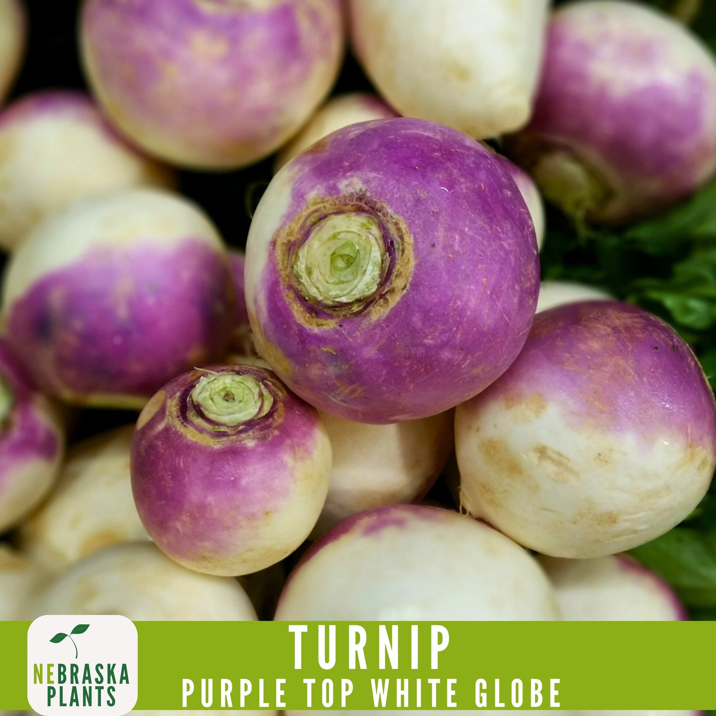 Purple Top White Globe Turnip Seeds - Heirloom Purple Turnips for Home Gardens - Nebraska Seeds
