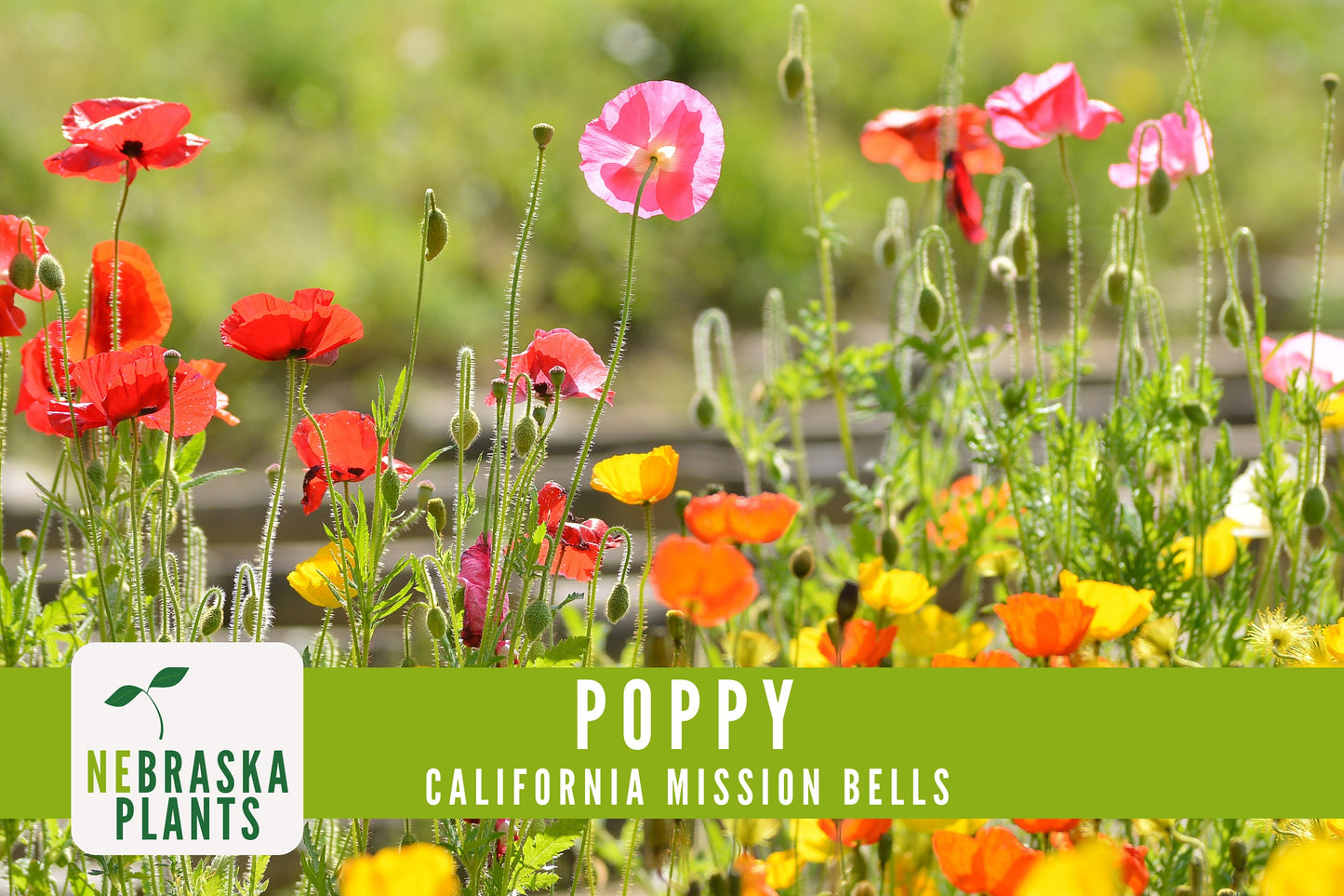 Mission Bells California Poppy Seeds - Nebraska Seeds