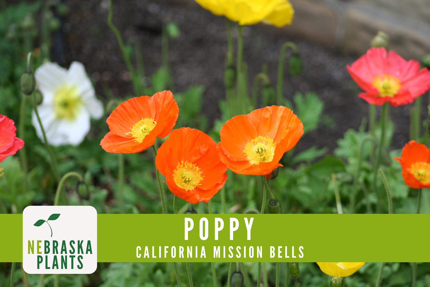Mission Bells California Poppy Seeds - Nebraska Seeds