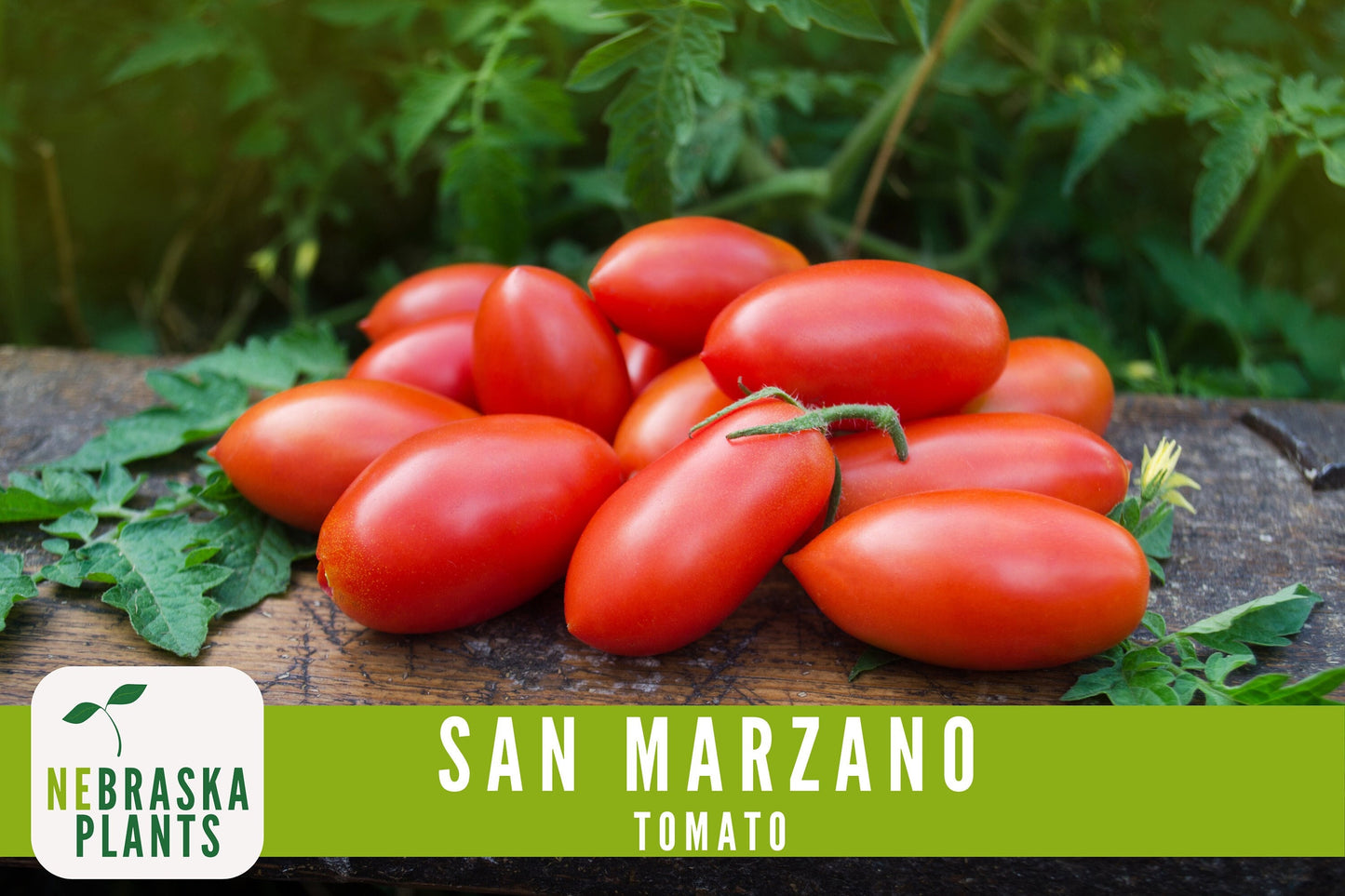 San Marzano Tomato Seeds - Delicious Italian Heirloom Tomatoes Great for Sauce or Enjoying Fresh! - Nebraska Seeds