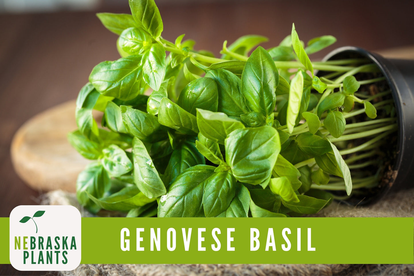 Genovese Basil Heirloom Seeds - Nebraska Seeds