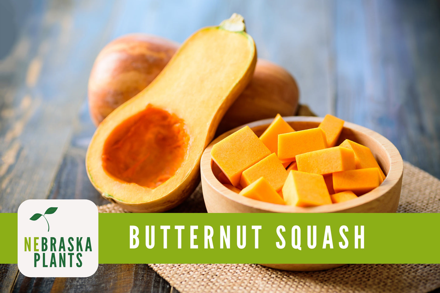 Winter Squash Seeds - Waltham Butternut Heirloom Squash Seeds - Nebraska Seeds