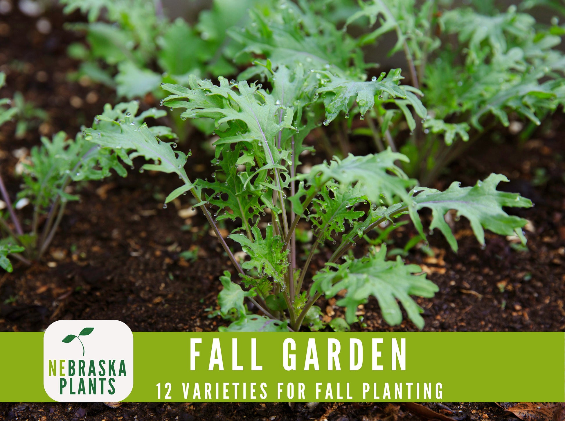 Fall Garden Seed Collection - 12 Heirloom Vegetable and Herb Seeds for Fall Planting - Nebraska Seeds