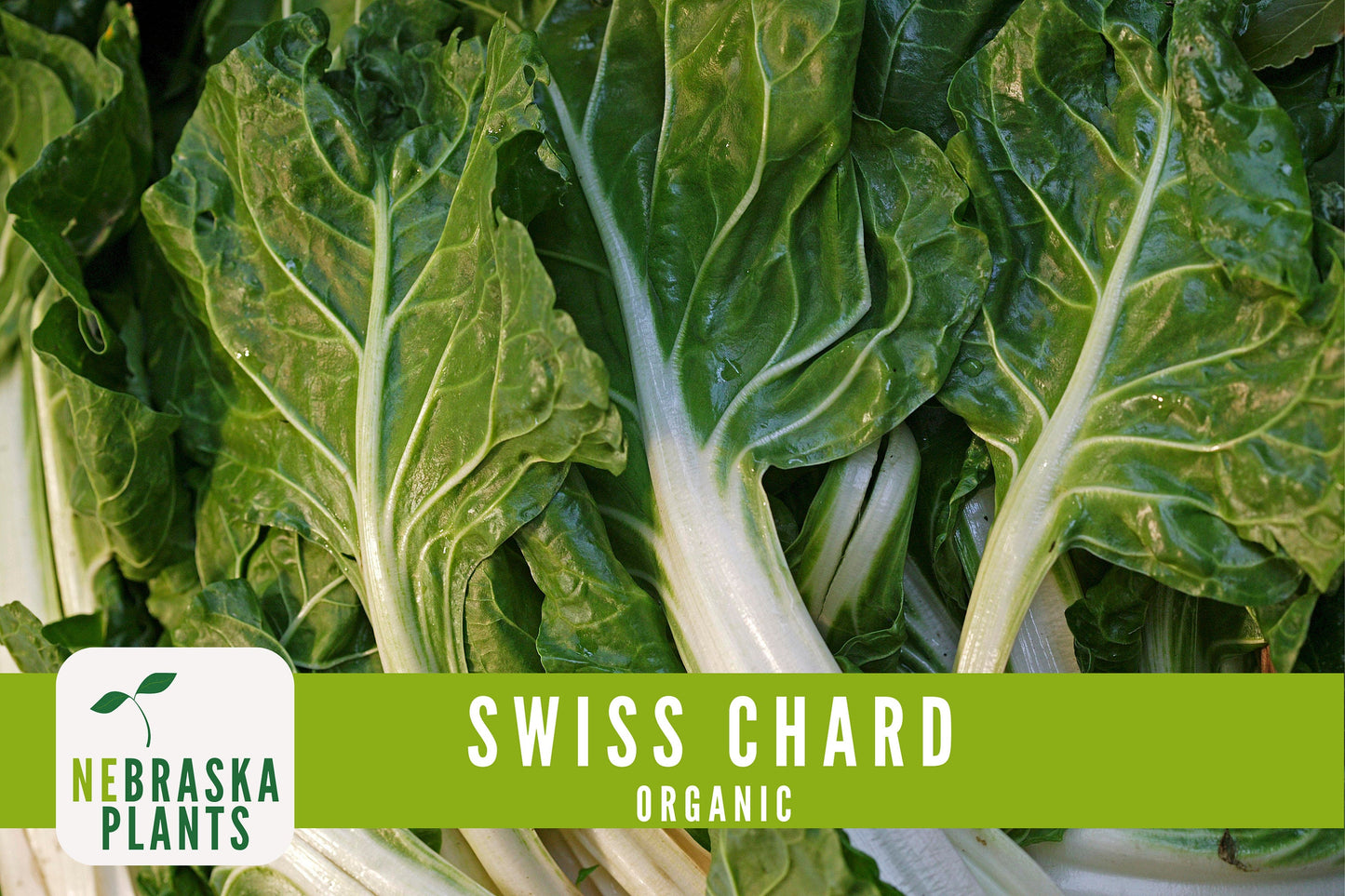 Organic Fordhook Swiss Chard Seeds - Nebraska Seeds