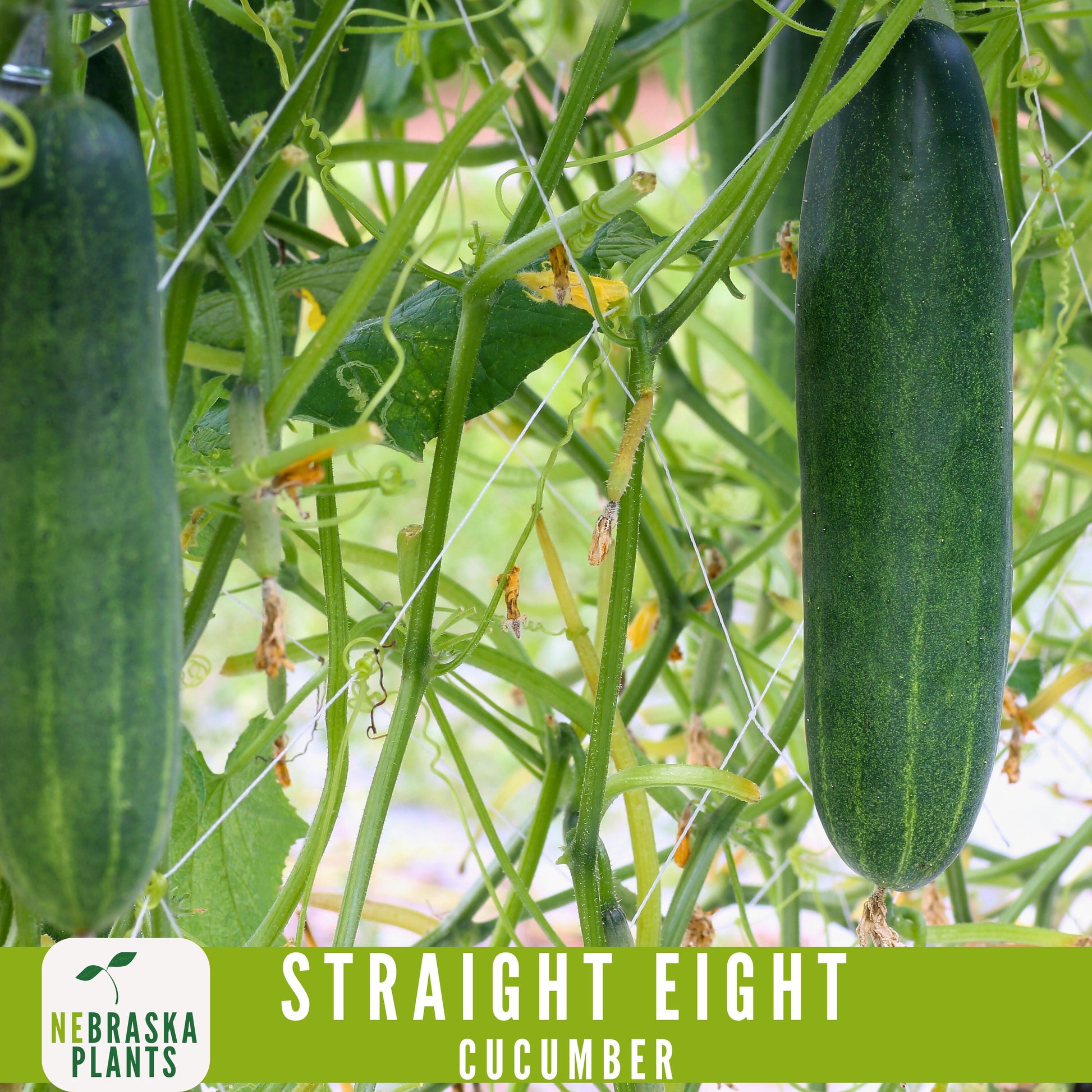 Straight Eight Cucumber Seeds - Crisp and Flavorful Heirloom Cucumbers for you Home Garden! - Nebraska Seeds