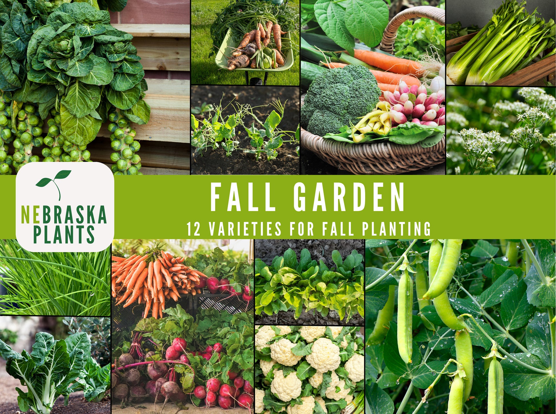 Fall Garden Seed Collection - 12 Heirloom Vegetable and Herb Seeds for Fall Planting - Nebraska Seeds