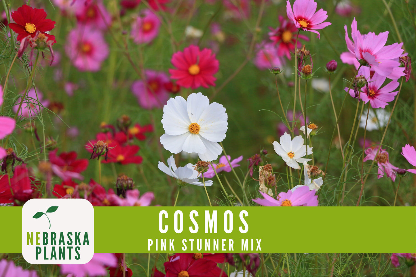 Pink Stunner Cosmos Flower Seeds - Nebraska Seeds