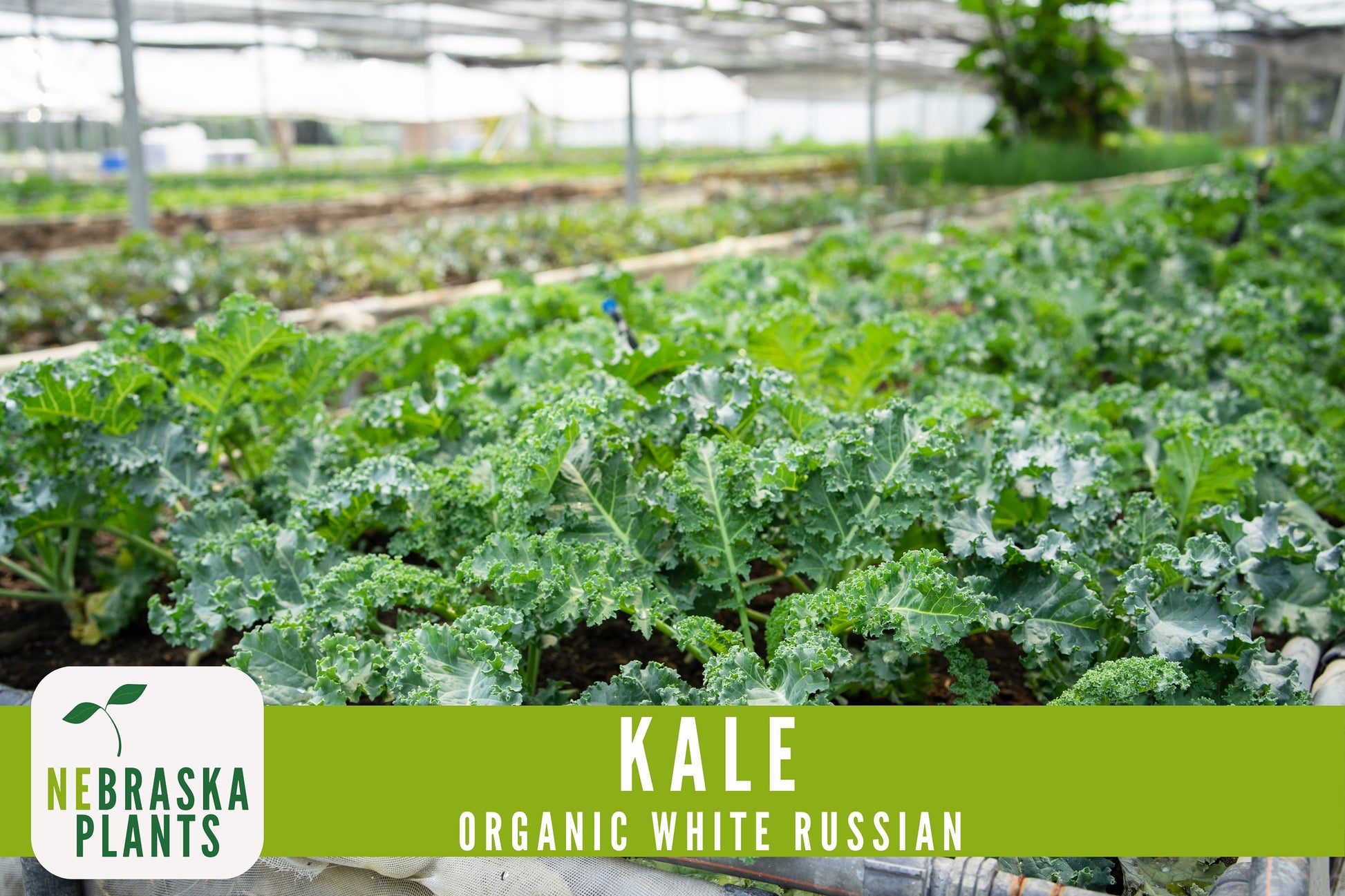 Organic White Russian Kale Seeds - Nebraska Seeds