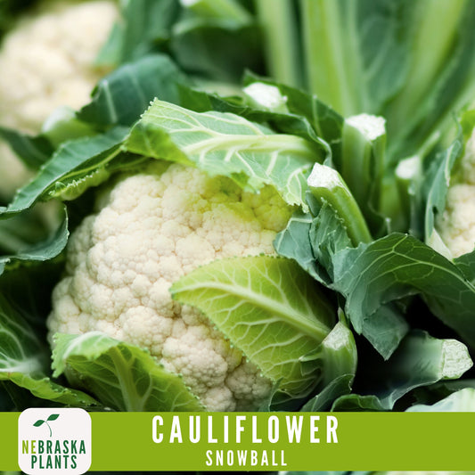 Snowball Cauliflower Seeds - Nebraska Seeds