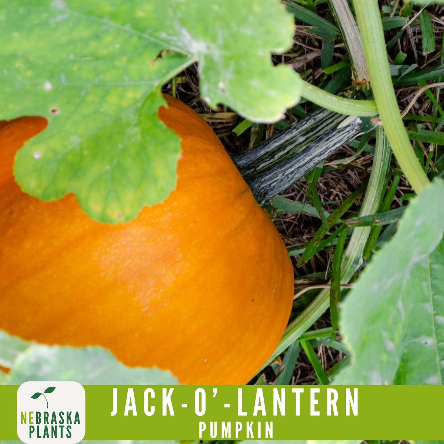 Jack-O'-Lantern Halloween Pumpkin Seeds - Nebraska Seeds