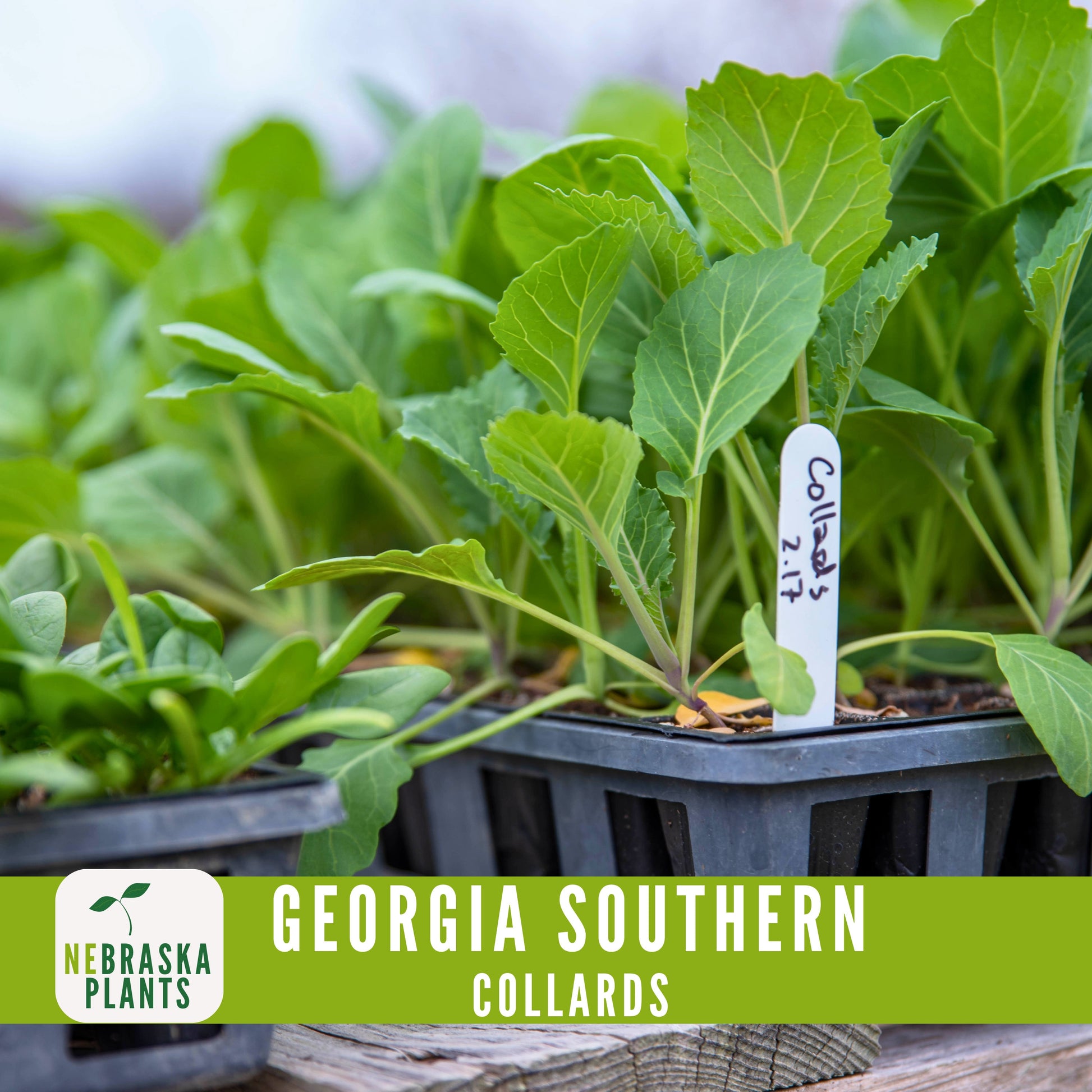 Georgia Southern Collard Seeds - Nebraska Seeds