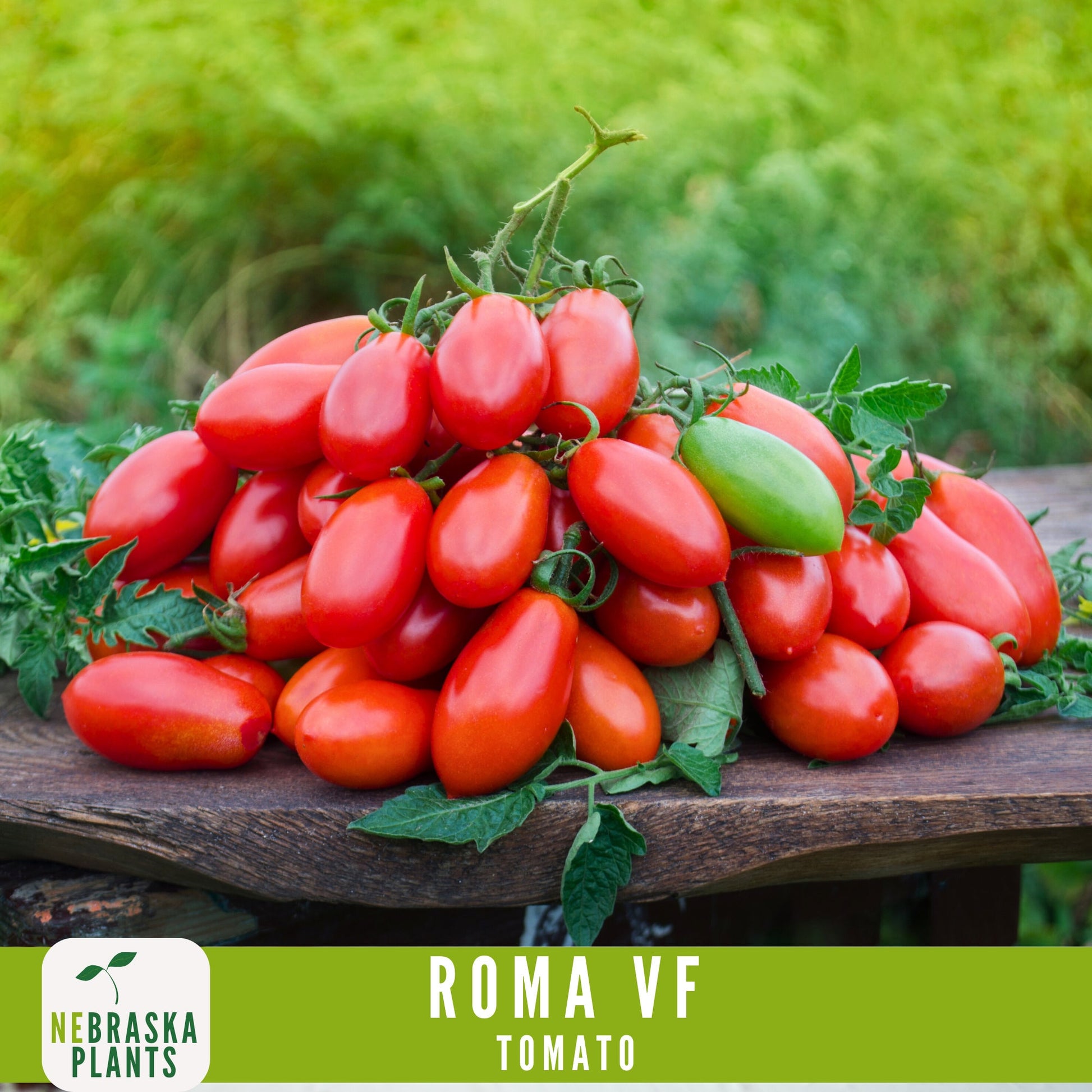 Roma VF Tomato Seeds - Disease-Resistant, High-Yield Heirloom Variety - Nebraska Seeds