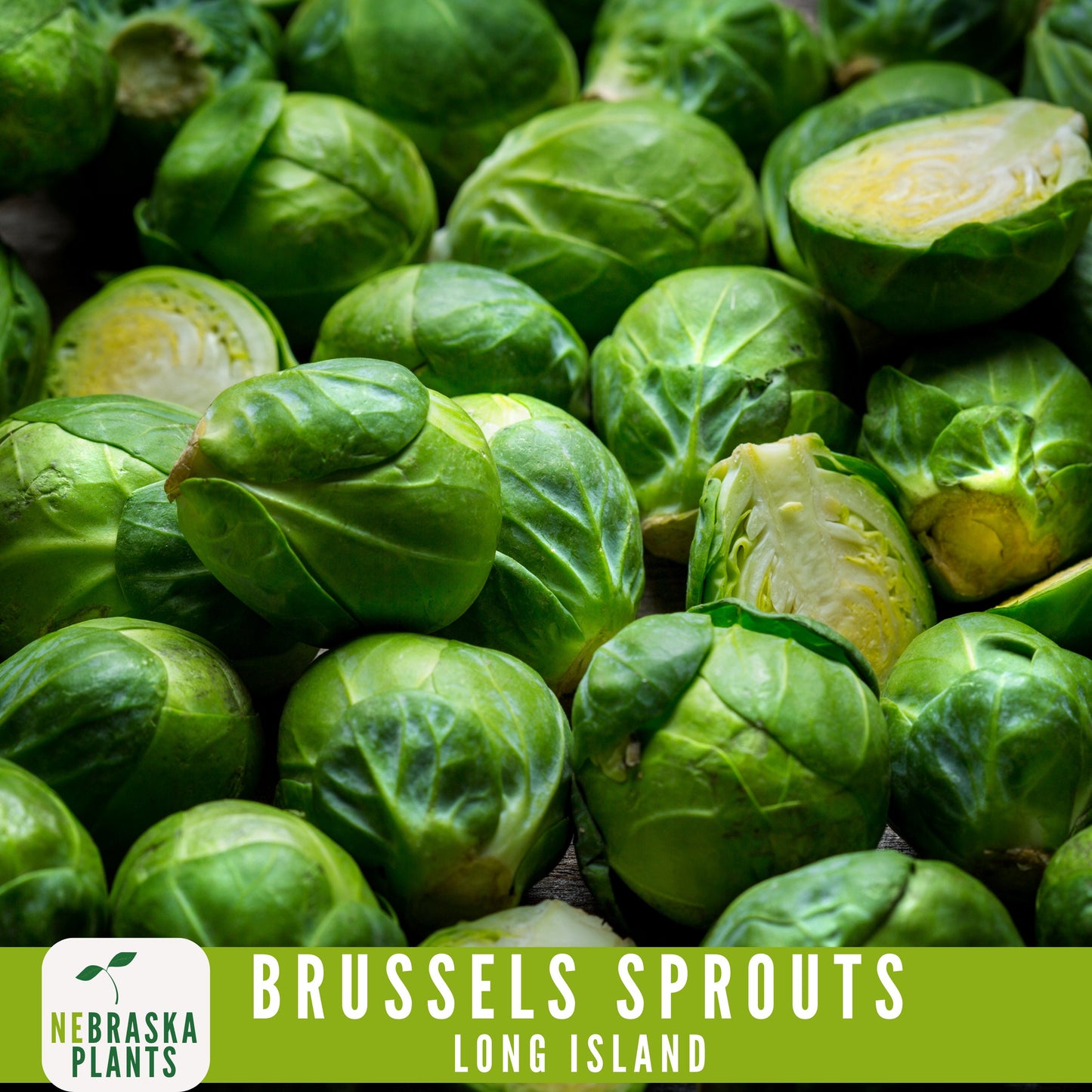 Long Island Brussels Sprouts Seeds - Nebraska Seeds